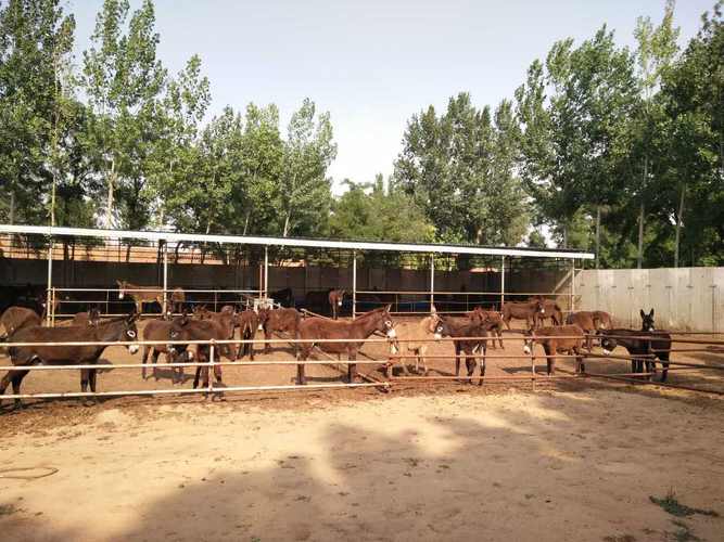 【肉驴养殖场建设方法有哪些】价格,厂家,动物性饲料-搜了网