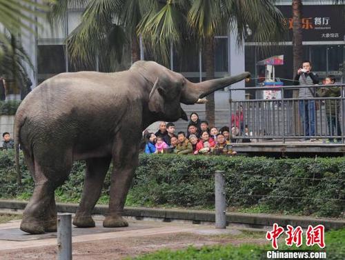 图为重庆动物园里,小朋友给大象喂苹果,体验饲养员的工作. 周毅 摄